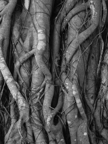 Black and white of Banyan Tree root texture background — Stock Photo, Image