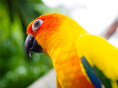 Güneş muhabbet kuşu veya Sun Conure, güzel sarı ve turuncu papağan kuş güzel tüyleri detayları: Songkhla Tayland at