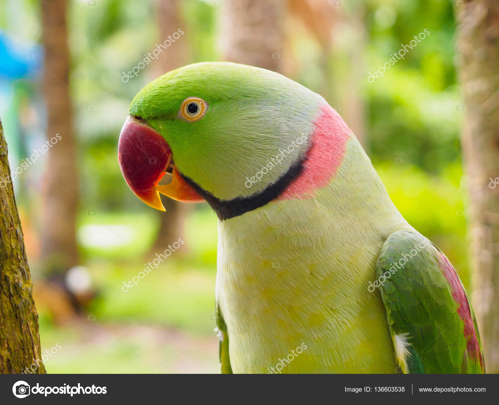 A Portrait of Rose-ringed Parakeet (Female) | ID: Rose-ringe… | Flickr
