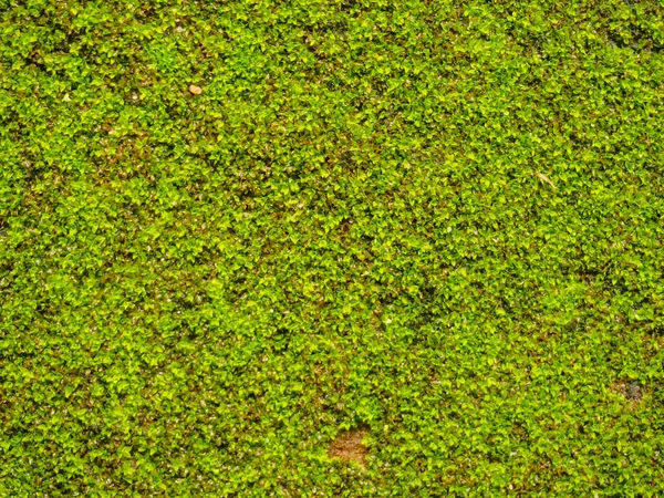 Yeşil yosun eski beton zemin doku arka plan üzerinde