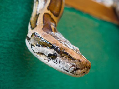 Baş: Songkhla Thailand, Birmanya Python kapatın