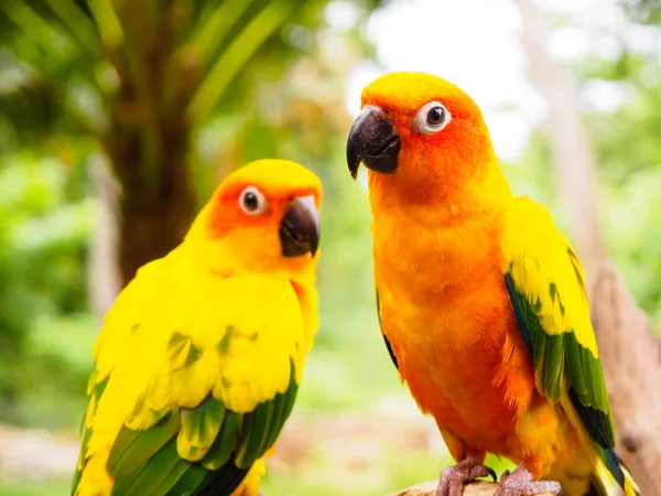 Několik Sun papouška nebo slunce Conure, krásné žluté a oranžové papoušek pták s detaily pěkné peří na Songkhla, Thajsko — Stock fotografie