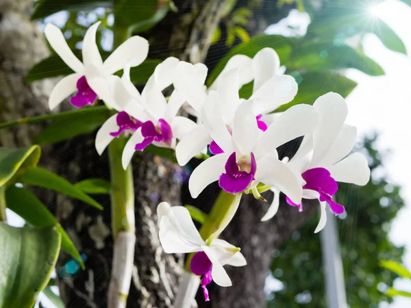 Orquídeas púrpuras y blancas con un fondo borroso y llamarada de lente o mancha solar en el parque — Foto de Stock