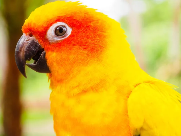 Cerca de la cabeza de Sun Parakeet o Sun Conure, el hermoso pájaro loro amarillo y naranja con bonitas plumas detalles en Songkhla Tailandia —  Fotos de Stock