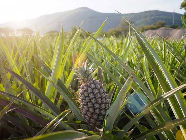 Landskap av ananas gård med berg — Stockfoto