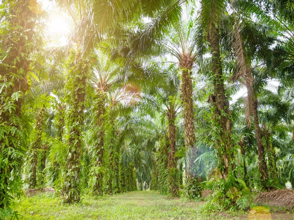 Palmenfarm mit Linsenschlag oder Sonnenfleck — Stockfoto