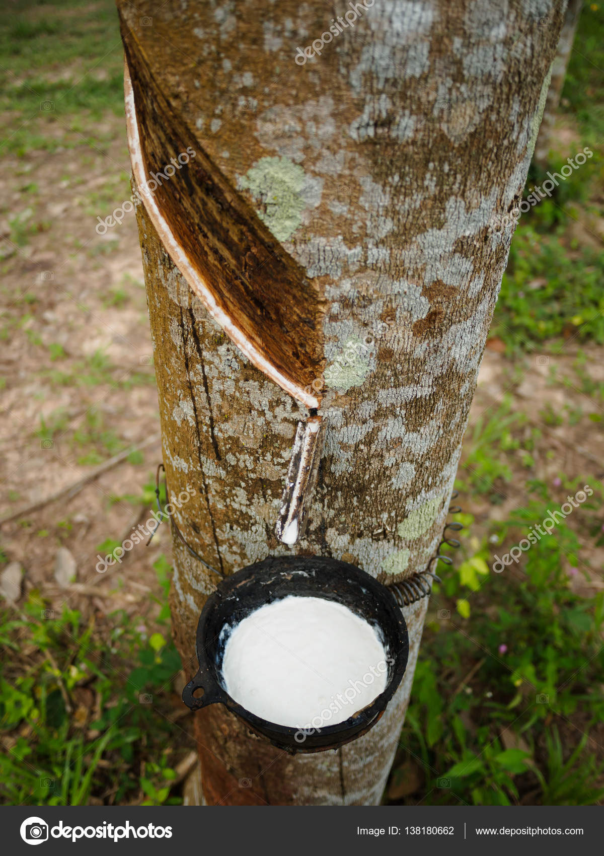 Paradox Knorrig schroot Milky latex extracted from rubber tree (Hevea Brasiliensis) as a source of  natural rubber Stock Photo by ©spukkato 138180662