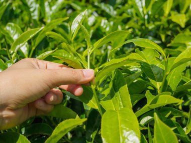 Cameron Highlands plantasyonunda Çay Çay yaprağı toplama güzel Asyalı kız
