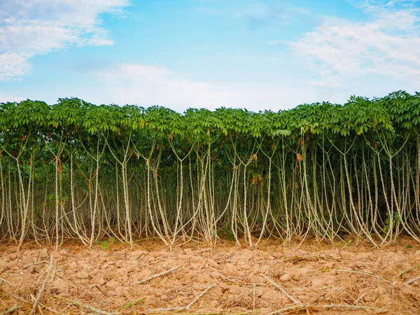 Kassava (maniok, tapioka eller yuca) fältet — Stockfoto