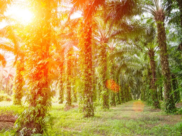 Пальмовая ферма с бликами для линз или солнечными пятнами — стоковое фото