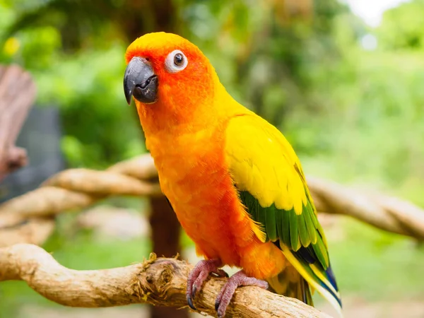 Sun Parakeet ou Sun Conure, o belo pássaro papagaio amarelo e laranja com belas penas detalhes em Songkhla Tailândia — Fotografia de Stock