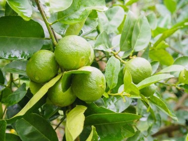 Taze yeşil limon veya limon ağacı yeşil yapraklar ve tatlı meyveler