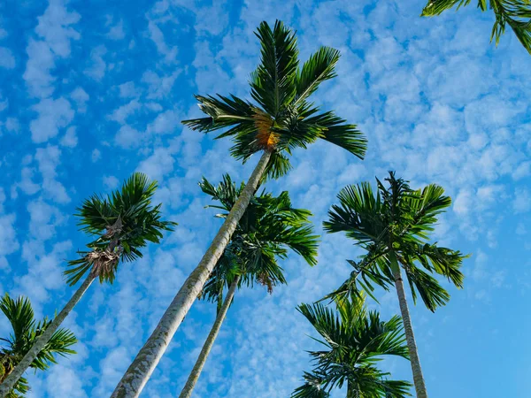 Вид снизу бетелевой пальмы или пальмы Манилы на темно-голубом фоне неба — стоковое фото