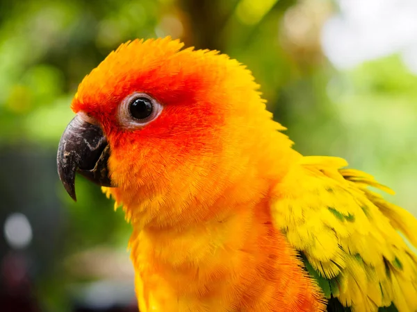 Cerca de la cabeza de Sun Parakeet o Sun Conure, el hermoso pájaro loro amarillo y naranja con bonitas plumas detalles en Songkhla Tailandia —  Fotos de Stock