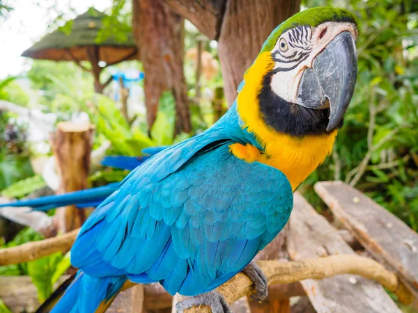 Guacamayo loro azul y amarillo con bonitas plumas detalles en Songkhla Tailandia —  Fotos de Stock
