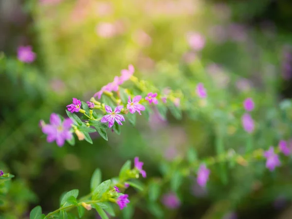Närbild av små lila blomma och fokus på några av och gröna blad med varma ljusförhållanden — Stockfoto