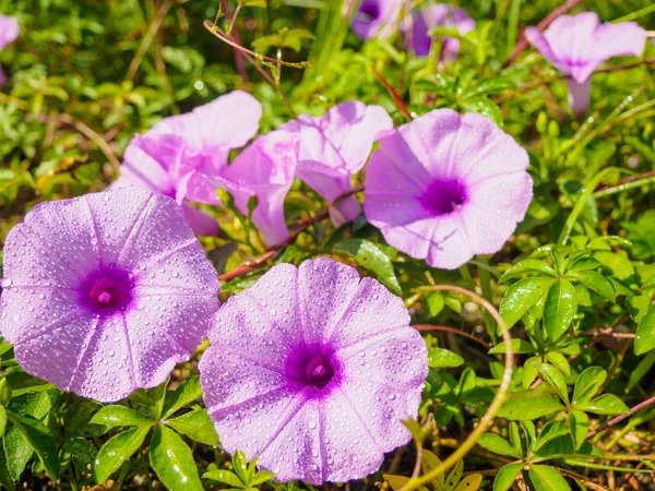 Gotas de agua sobre flor púrpura, flor de la gloria de la mañana, flor púrpura en el jardín, De cerca — Foto de Stock