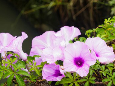 Su damlacıkları sabah zafer çiçek, mor çiçek, mor çiçek çiçek bahçesinde, yakın çekim