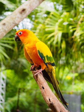 Güneş muhabbet kuşu veya Sun Conure, güzel sarı ve turuncu papağan kuş güzel tüyleri detayları: Songkhla Tayland at