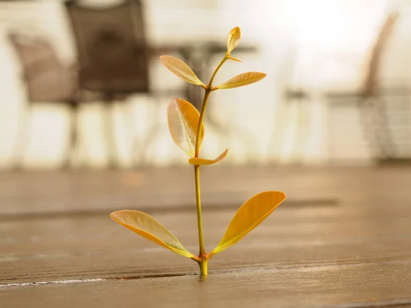 Baby tree grow up on gap of wood floor