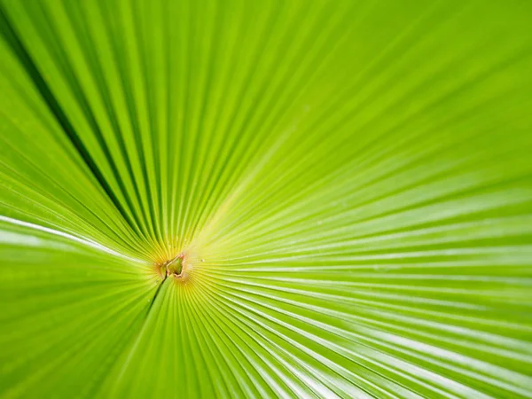 Closeup of Green and yellow palm leaves texture background of Licuala pelota Roxb tree — Stock Photo, Image