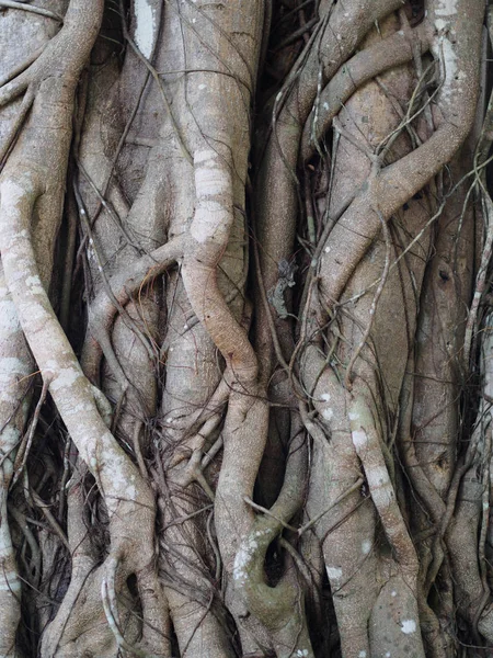 Banyan Tree root texture background — Stock Photo, Image