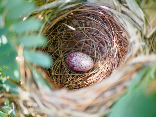 Bird nest on branch with easter eggs for Easter — Stock Photo, Image