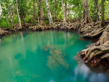 Yeşil su göl nehir şelale ile kök ağaca Tha Pom Klong şarkı Nam, Krabi, Tayland, Thailand