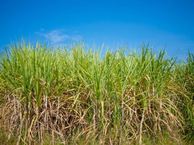 Mavi gökyüzü arka plan alanıyla şeker kamışı