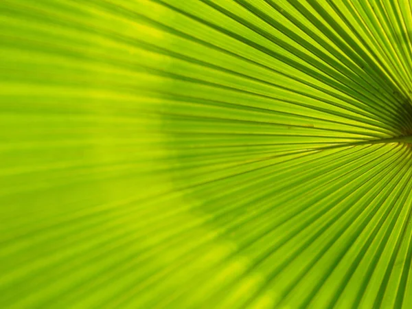 Крупный план зеленой и желтой пальмовых листьев на фоне дерева Licuala pelota Roxb — стоковое фото
