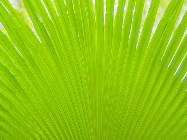 Primer plano de hojas de palma verde y amarillo textura de fondo de Licuala pelota Roxb árbol — Foto de Stock
