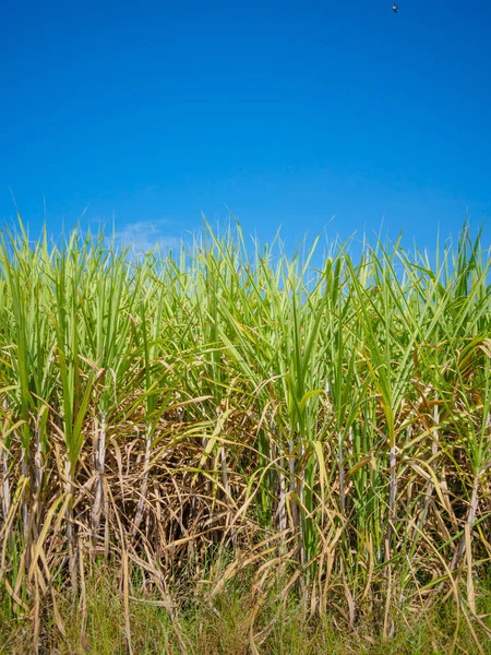 Sockerrör fältet med blå himmel bakgrund — Stockfoto