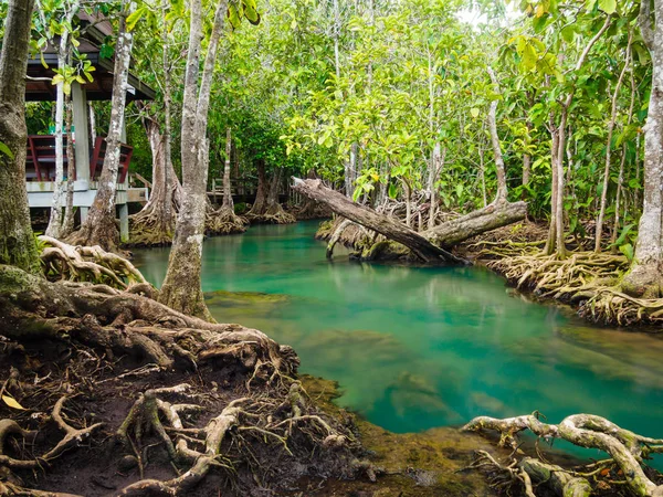 Grüne Wasserseen Flusswasserfall mit Wurzelbaum bei tha pom klong song nam, krabi, thailand — Stockfoto