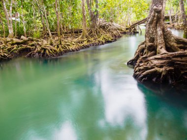 Yeşil su göl nehir şelale ile kök ağaca Tha Pom Klong şarkı Nam, Krabi, Tayland, Thailand