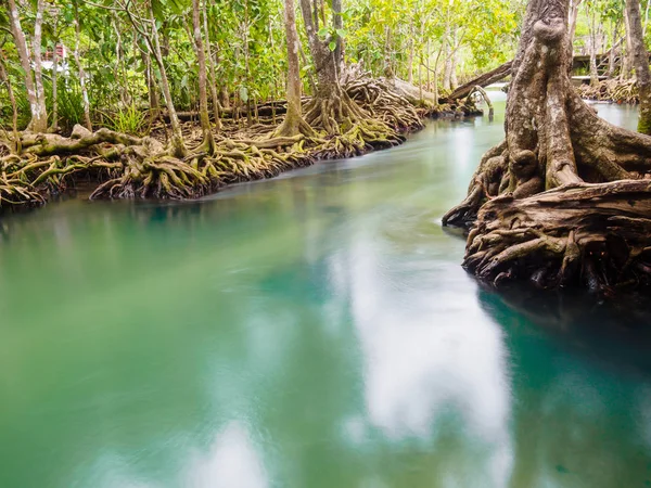 Grüne Wasserseen Flusswasserfall mit Wurzelbaum bei tha pom klong song nam, krabi, thailand — Stockfoto
