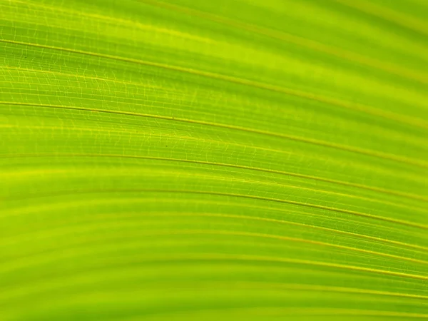 Крупный план зеленой и желтой пальмовых листьев на фоне дерева Licuala pelota Roxb — стоковое фото