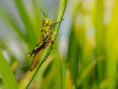 Yaprağın üzerinde yeşil çekirge.