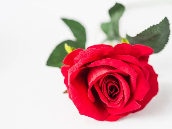 Hermosa rosa roja sobre fondo blanco —  Fotos de Stock