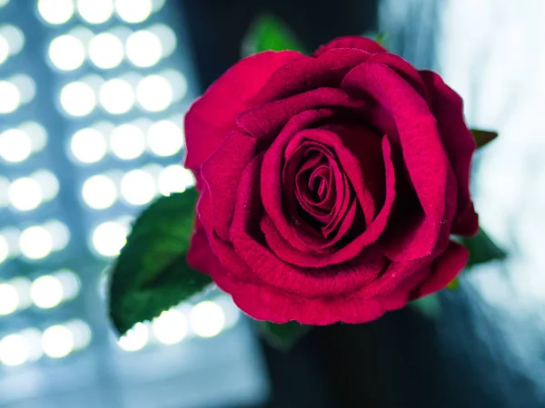 Llave baja del Día de San Valentín fondo rosa roja con bokeh luz —  Fotos de Stock