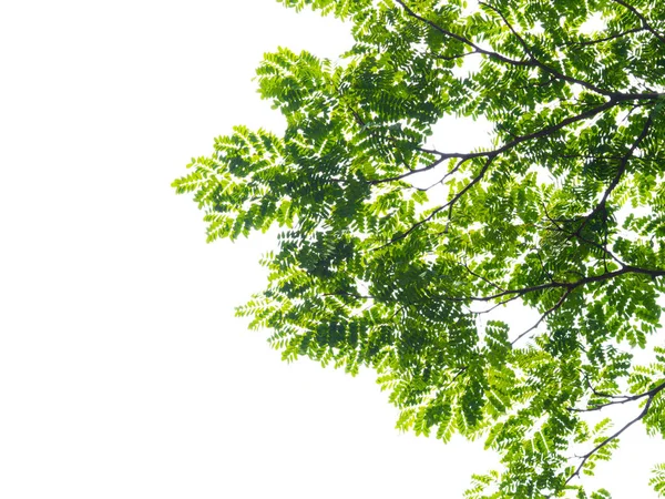 Зеленый лист дерева, выделенный на белом фоне — стоковое фото