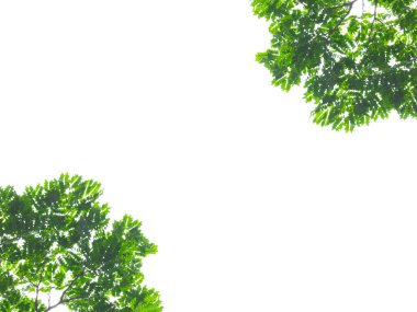 Beyaz arka plan üzerinde izole yeşil ağaç yaprak