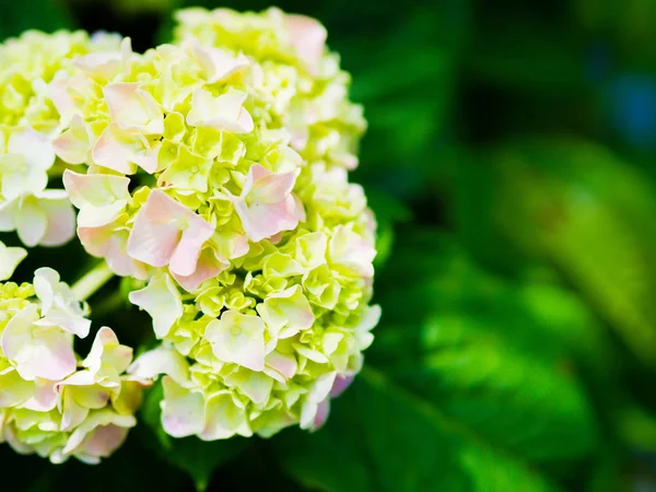 크림 화이트 수 국 스민 각광 꽃 가까이 — 스톡 사진