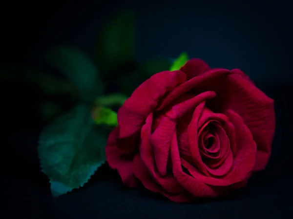 低调的情人节概念红玫瑰与黑色背景. — 图库照片