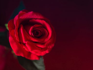 Sevgililer günü kavramı-kırmızı gül pembe bir arka plan ile düşük anahtar.
