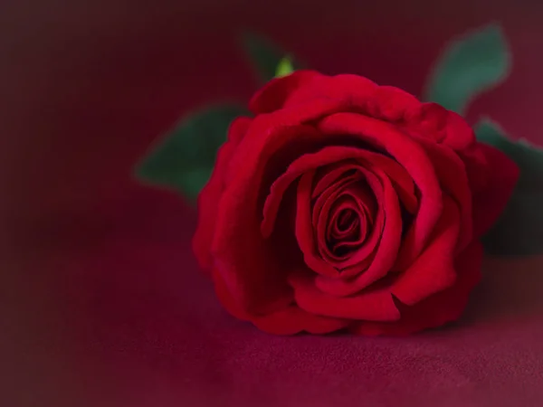 Llave baja del concepto de San Valentín-rosa roja con fondo rosa . —  Fotos de Stock