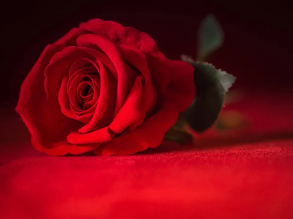 Llave baja del concepto de San Valentín-rosa roja con fondo rojo . —  Fotos de Stock