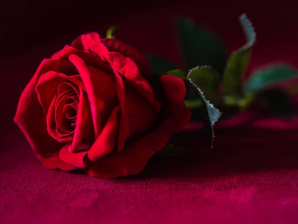 Llave baja del concepto de San Valentín-rosa roja con fondo rosa . —  Fotos de Stock