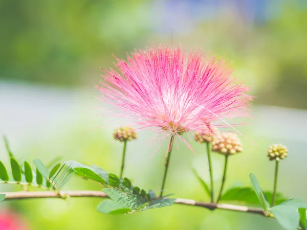 Primer plano Mimosa Albizia julibrissin flores en el fondo del jardín — Foto de Stock