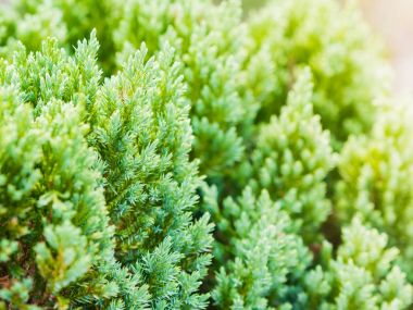 Yumuşak odak Çin Mazı arka planda sabah, Platycladus orientalis, Biota veya Oriental Mazı (bitki).