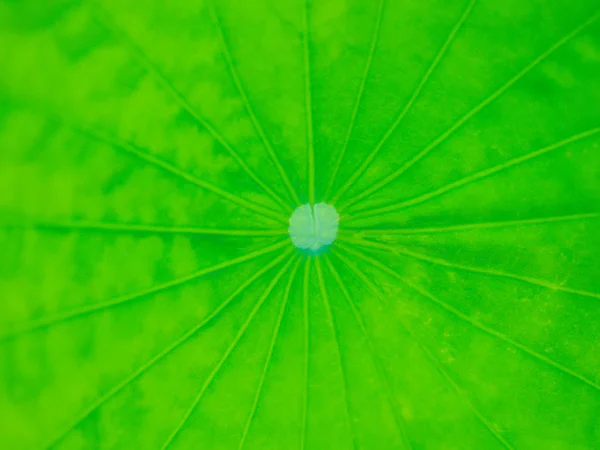 Крупный план текстуры листьев лотоса с мягким фокусом, большой и яркий . — стоковое фото